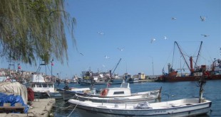 Limanda bağlı balıkçı tekneleri ve gökyüzünde uçan martılar