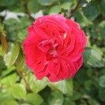DSC00485