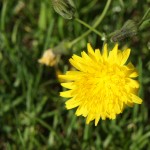 DSC00484