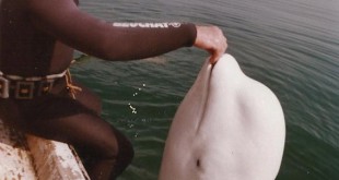 Dalgıç kıyafetli erkek ve sudan çıkan beyaz balina