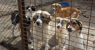 Barınakta tel kafesin arkasında toplanmış köpekler