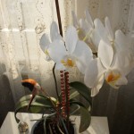 DSC07195