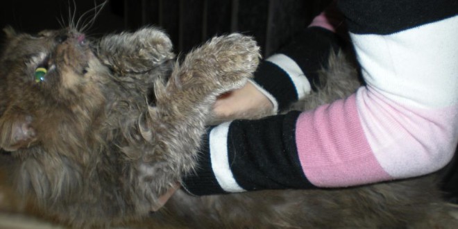Sırtüstü yatıp çoraplı ele patisiyle sarılan minik kedi