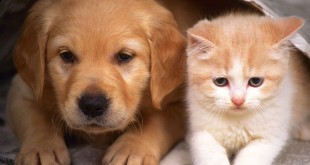 Yan yana duran sevimli bir köpek yavrusu ve kedi yavrusu