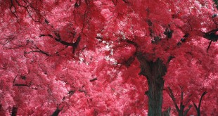 Pembe yapraklı büyük ağaç ve altındaki piknik masaları