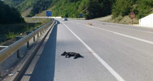 Karayolu üzerinde hareketsiz yatan küçük bir köpek