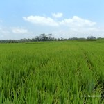 pirinc tarlası