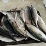 karadeniz palamutu