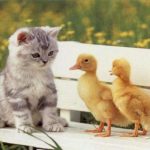 sevimli-yavru-kedi-fotograflari-16